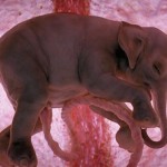 12-increibles-fotos-de-12-animales-en-el-utero-de-la-madre-elefante