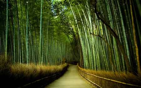 bambu2.jpg