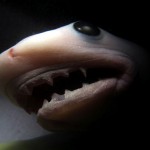 12-increibles-fotos-de-12-animales-en-el-utero-de-la-madre-tiburon