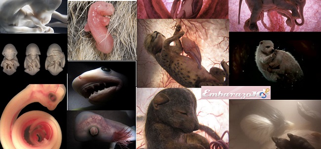 12-increibles-fotos-de-12-animales-en-el-vientre-de-la-madre