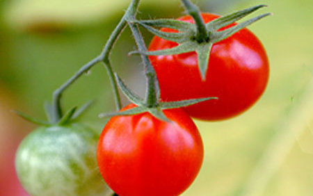 Las propiedades del tomate y la salud cardiovascular
