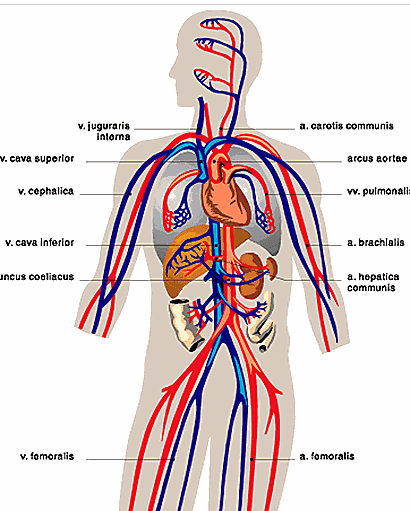 Arterias| venas