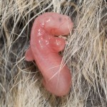 12-increibles-fotos-de-12-animales-en-el-utero-de-la-madre-zarigueya