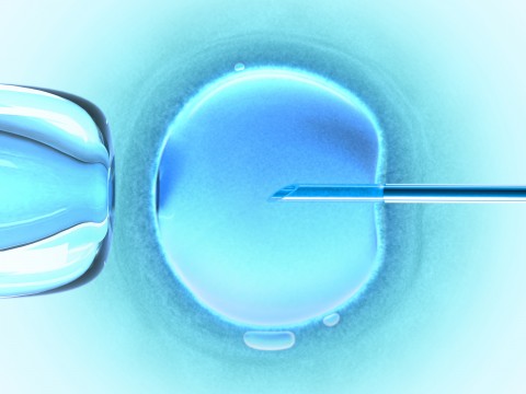 In vitro fecundation using sperm (cold color)