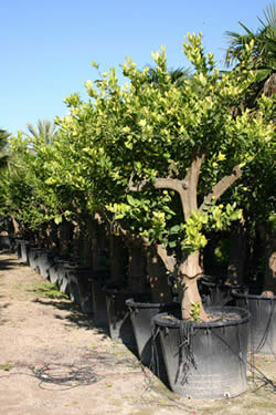 Arbol de limon o limonero