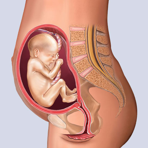 feto-20-semanas-dolor-polemica