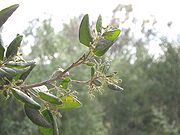 Té de boldo e hipotiroidismo