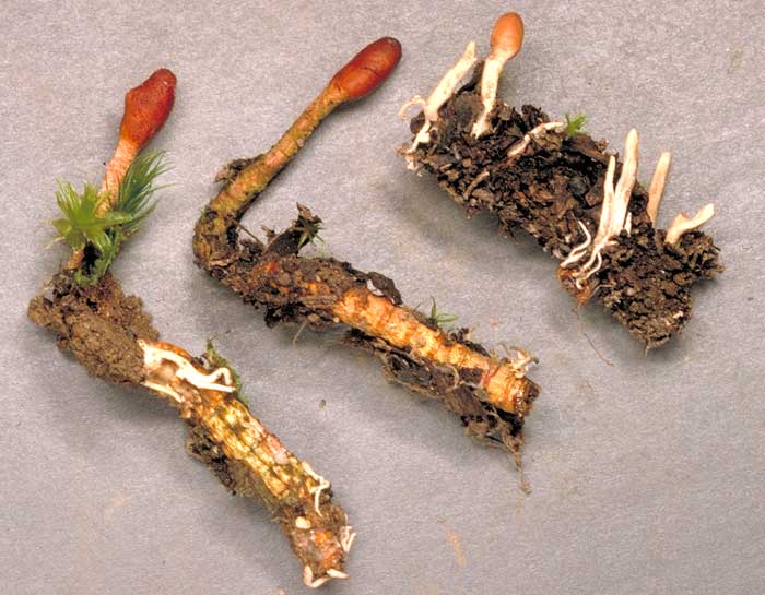 Características del hongo Cordyceps