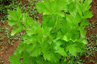 Plantas para combatir el insomnio, apio