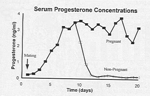 pserumprogesterone