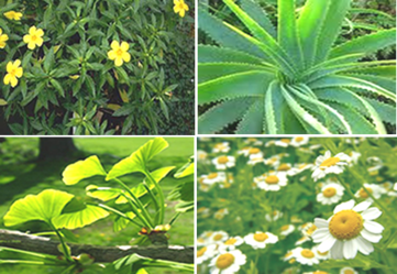 Cultivo de plantas medicinales
