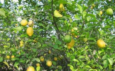 Plantas medicinales: El limón