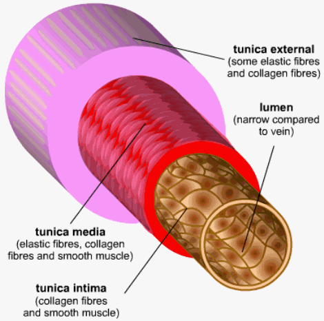 Arterias| venas - Buena Salud vertebral vein diagram 