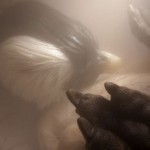 12-increibles-fotos-de-12-animales-en-el-utero-de-la-madre-pinguino