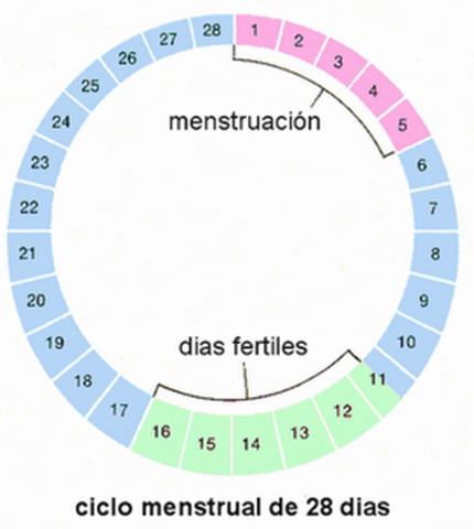 calendario ovulacion embarazo pulsa para calcular tus días fértiles