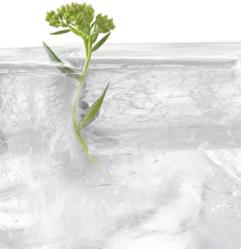 Rhodiola, complemento antioxidante y anti-estrés…¡Qué buena falta nos hace! Rhodiola, complemento antioxidante y anti-estrés…¡Qué buena falta nos hace!