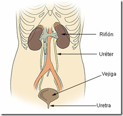 Embarazo e Infecciones Urinarias