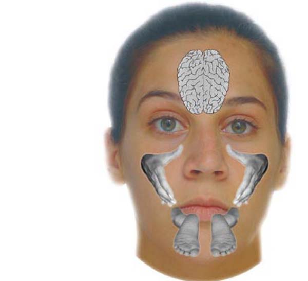 Puntos de Reflexología facial