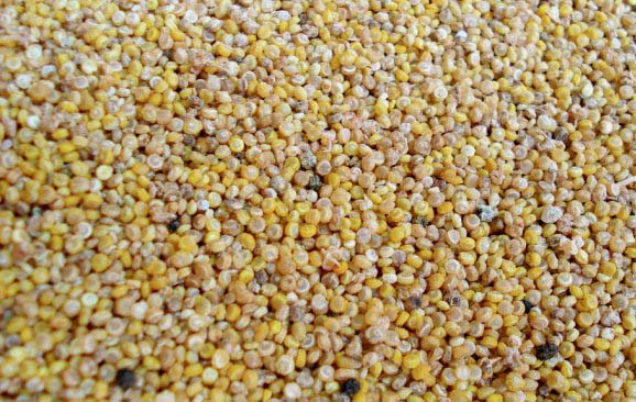 La quinoa, un alimento desconocido con muchas propiedades nutricionales