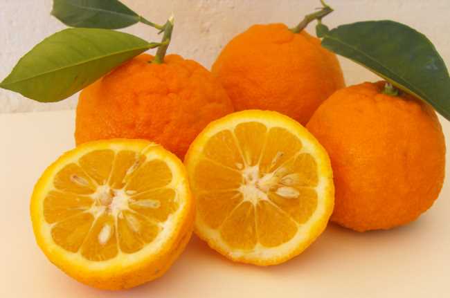 Naranja amarga asiatica