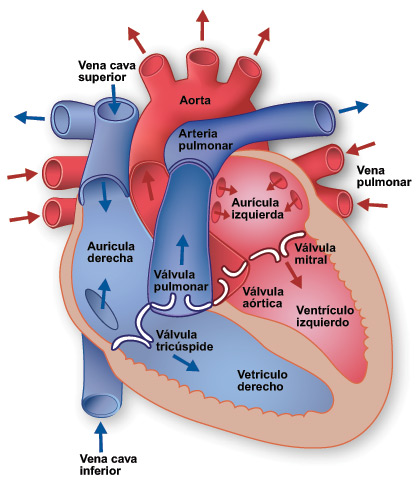 El sistema circulatorio : Funcionamiento