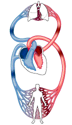 El sistema circulatorio : Funcionamiento