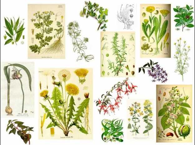 Plantas medicinales y sus posibles usos