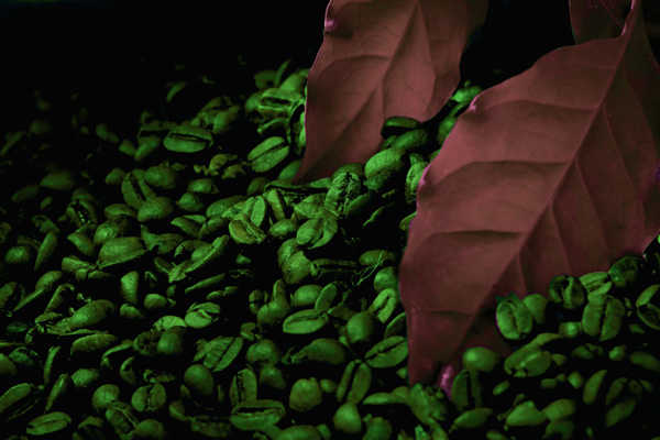 Café verde para adelgazar como se usa