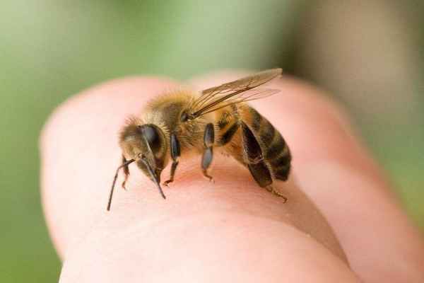 Como tratar una picadura de abeja con remedios caseros