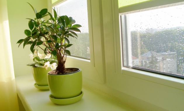 4 plantas que purifican el aire eficazmente .jpg
