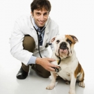 6 razones para hacer ejercicio con tu mascota mas sana.jpg