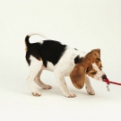 6 razones para hacer ejercicio con tu mascota no hay excusas.jpg