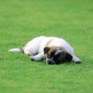 6 razones para hacer ejercicio con tu mascota se porta mejor.jpg