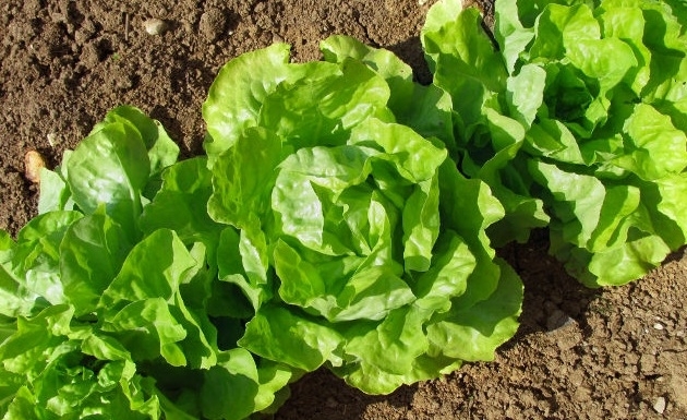 A-alimentos-saludables-vida-sana-2.jpg A-alimentos-saludables-vida-sana-2.jpg