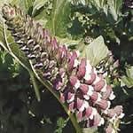 Acanto plantas medicinales