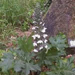 Acanto plantas medicinales