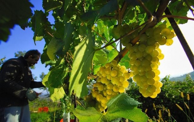 Aceite de uva para tratar las cicatrices del acné  3.jpg