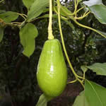 Aguacate plantas medicinales