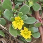 Alholva plantas medicinales
