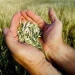 Alholva plantas medicinales
