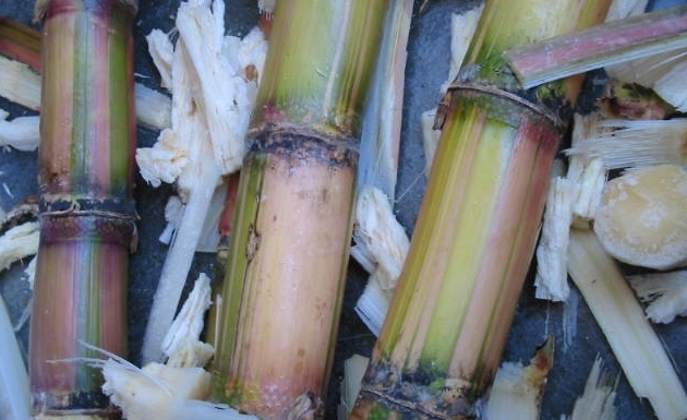 Azucar-refinada-efectos-en-la-salud-3.jpg Azucar-refinada-efectos-en-la-salud-3.jpg