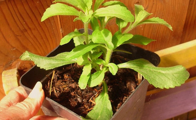 Azucar-refinada-efectos-en-la-salud-5.jpg Azucar-refinada-efectos-en-la-salud-5.jpg