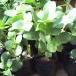 Balsamo planta medicinal