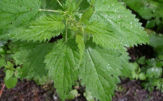 Beneficios de la ortiga para tratar el exceso de estrógeno 1_0.jpg Beneficios de la ortiga para tratar el exceso de estrógeno 1_0.jpg