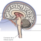 Beneficios del brócoli para la salud 3.jpg