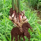 Beneficios del jengibre.jpg Beneficios del jengibre.jpg