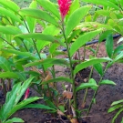 Beneficios del jengibre2.jpg Beneficios del jengibre2.jpg