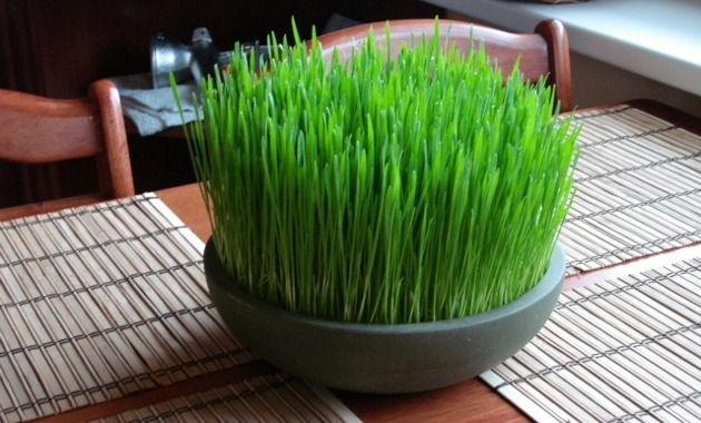 Beneficios del wheatgrass o pasto de trigo 4_0.jpg Beneficios del wheatgrass o pasto de trigo 4_0.jpg