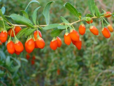 Beneficios y contraindicaciones de las bayas de Goji 1.jpg