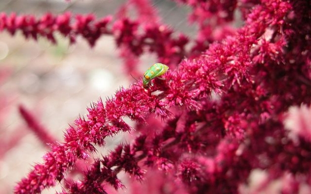 Beneficios-del-amaranto-3.jpg Beneficios-del-amaranto-3.jpg